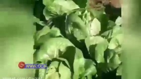 لحظه عجیب چرای گوسفندان در مزرعه کشت کاهو در اهواز