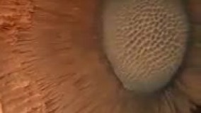 تصویری از برخورد سیارک به سطح مریخ