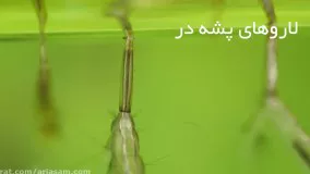 دفع آسان پشه ها از خانه با سم پشه کش خارجی