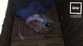 دست پلنگ هرمزگان قطع شد