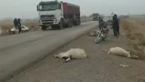 برخورد تریلری به گله گوسفندان در خواف