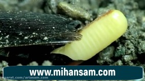 تخم های سوسک چه شکلی هستند؟ |  از بین بردن تخم سوسک با سم تضمینی