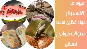 مگس ها موجب مسمومیت غذایی می شوند؟ | سمپاشی مگس با سم قوی و تضمینی