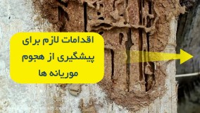 خسارات موریانه به خانه | سم قوی برای کاهش میزان خسارات موریانه به خانه