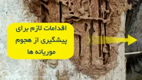 خسارات موریانه به خانه | سم قوی برای کاهش میزان خسارات موریانه به خانه