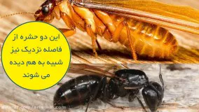 موریانه ها چه می خورند؟ | سم قوی برای کشتن موریانه ها