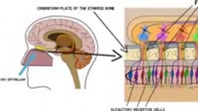 اعصاب مغزی و اسیب به ان