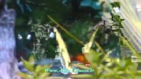 معرفی نژاد های ماهی پلاتی و دمشمشیری و شرایط نگهداری آن ها!