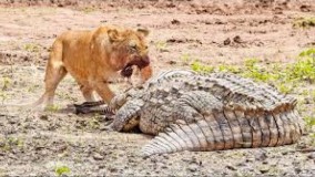 حیات وحش ، حملات حیوانات وحشی‌ ؛
 شیرها قدرتمند ترین شکارچیان