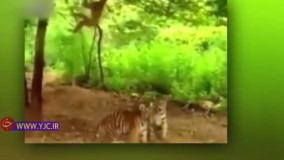 شوخی خطرناک میمون با دو ببر گرسنه