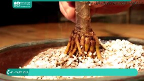 آموزش پرورش و نگهداری از نخل ماداگاسکار در آپارتمان