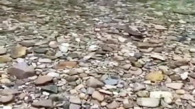 کلیپ موزیکال آواز گنجشک با تم رودخانه برای استوری و پروفایل