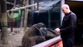 واکنش دیدنی میمون‌ها به جادو و شعبده‌