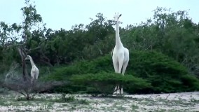 مرگ زرافه‌های سفید نادر در کنیا