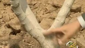 هرس درختان پسته