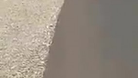 ماجرای هجوم میمونهای کویت به ایران چیست؟