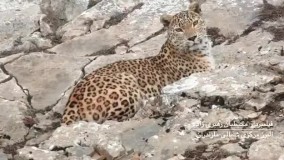 تصاویری کم‌نظیر از پلنگ ایرانی به انضمام نگاهِ تمام‌رُخ