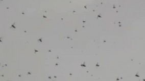 اولین دسته ملخ‌های مهاجم به آبادان رسیدند