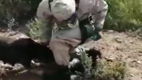 نجات یک توله‌سگ از چاه و تشکر سگ