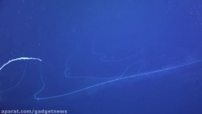 طولانی ترین حیوان دنیا در استرالیا پیدا شد