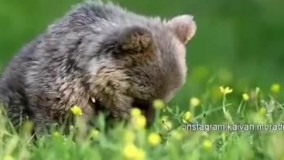 ماجرای شاعرانه یک تولهخرس و محیطبان مریوانی