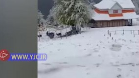 بارش زیبای برف | گیلان، ییلاقات ماسال