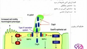 میکروب شناسی ،آزمون ارشد علوم آزمایشگاهی 2