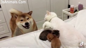 وقتی گربه های مادر از بچه هاشون محافظت میکنن