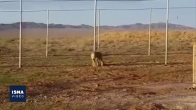 ویدئویی از بازگشت دوباره «ایران» به توران