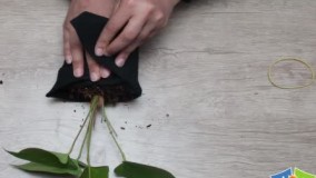 روش آماده سازی گیاهان برای کشت در دیوارهای سبز گل آویز