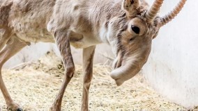 حیواناتی که از یک دیگر متنفر اند