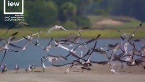 کلیپ نشنال جئوگرافیک به مناسبت روز جهانی پرندگان مهاجر