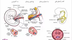 جنین شناسی، آزمون ارشد علوم تشریحی 98