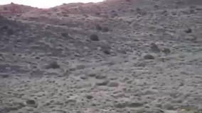 روئیت ۵ قلاده یوزپلنگ در پارک ملی توران شاهرود