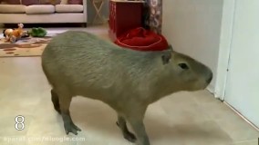 چند مورد از بزرگترین حیوانات جهان - حیوانات غول پیکر