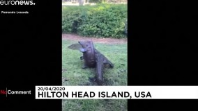 تمساح ناخوانده در حیاط خلوت خانه