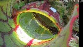 گل کوزه ای گوشتخوار  Nepenthes.sp