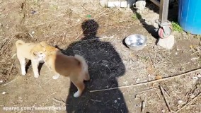 دعوای توله سگ ها