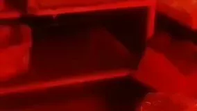 هجوم موش ها به یک نانوایی در رشت!