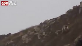تصاویری از گله كَل و بز وحشی ویک خرس و توله هایش در ارتفاعات منطقه حفاظت شد