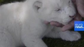 تولد «پادشاه سپید» در اسپانیا