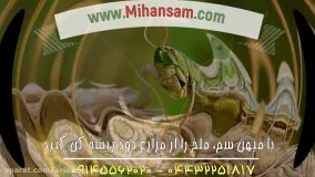 آیا ملخ ها می توانند پرواز کنند؟