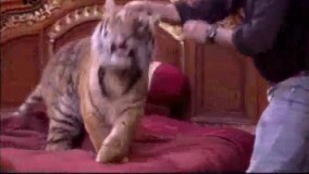 پشت صحنه قهوه تلخ