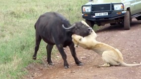 دنیای حیوانات : شکار بوفالو توسط شیر