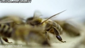 اگر حشرات نابود شوند چه بر سر زمین می آید؟