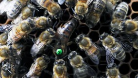 صدای مکالمات زنبورهای ملکه ضبط و ترجمه شد