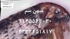 سموم تخصصی برای دفع کک و تخم کک از خانه