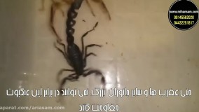 عنکبوت رنگارنگ ؛سم کشنده عنکبوت
