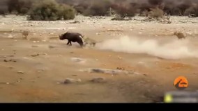 حمله شیرها به کرگدنها و شکست مفتضحانه شیرها در حیات وحش افریقا