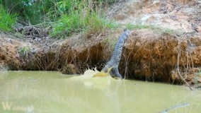 راز بقا مبارزه مرگبار کروکودیل مادر و پیتون غول پیکر